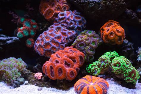 Top 10 LPS Corals for Beginners • Fish Tank Advisor