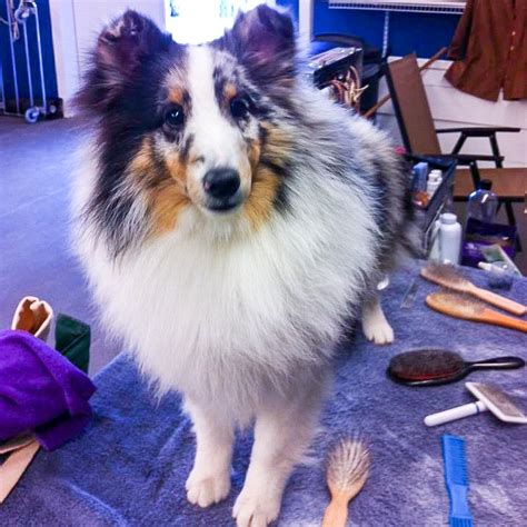 sheltie grooming for show - Austin Canine Central