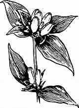 Vintage Gentian coloring page  ColouringPages sketch template