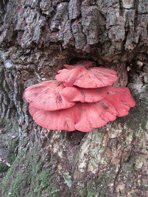 Beefsteak Fungus | Fungi, Edible wild mushrooms, Mushroom pictures