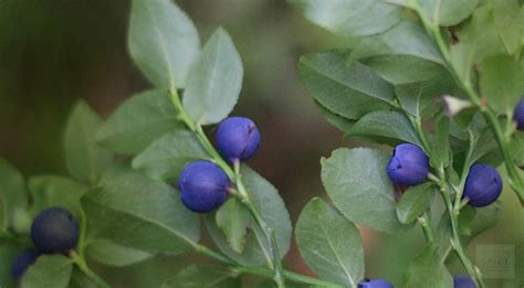 Bilberry: Uses, Side Effects, Dosage, Interactions and Health Benefits