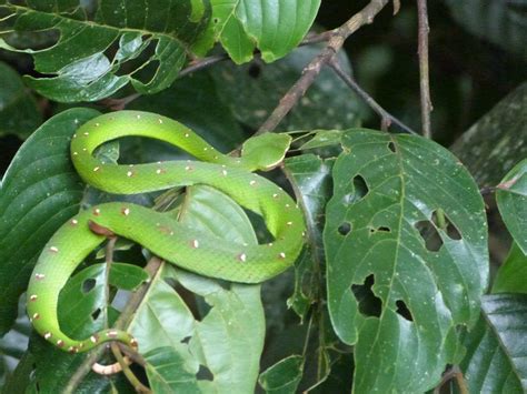 Tropical Rainforest: Snakes In The Tropical Rainforest