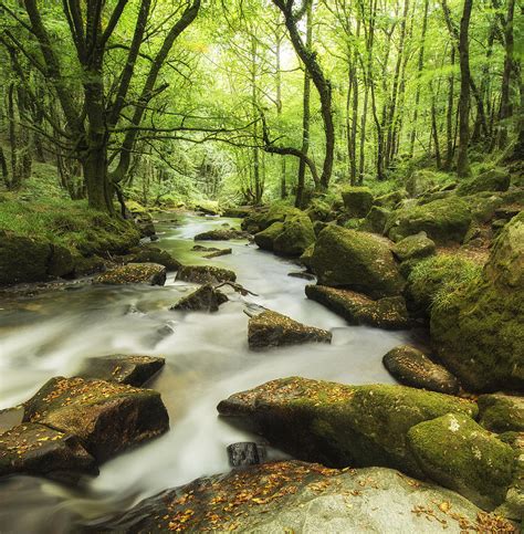 Beautiful Forest Stream Landscape Flowing Through Woodland With ...