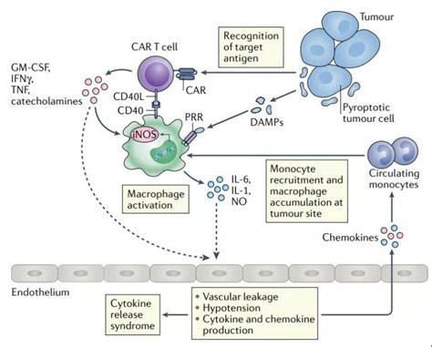 Why is the toxicity of CAR-T a crucial problem in immunotherapy?