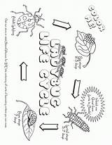 Life Cycle Of A Flower Coloring Page sketch template