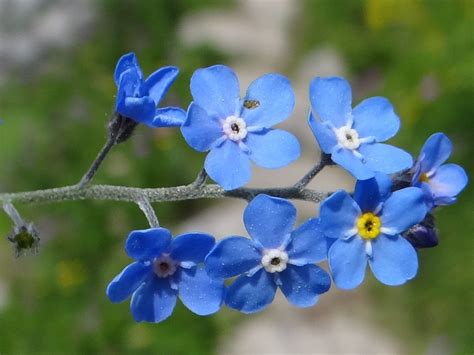 alaska state flower forget-me-not - Charlyn Poore