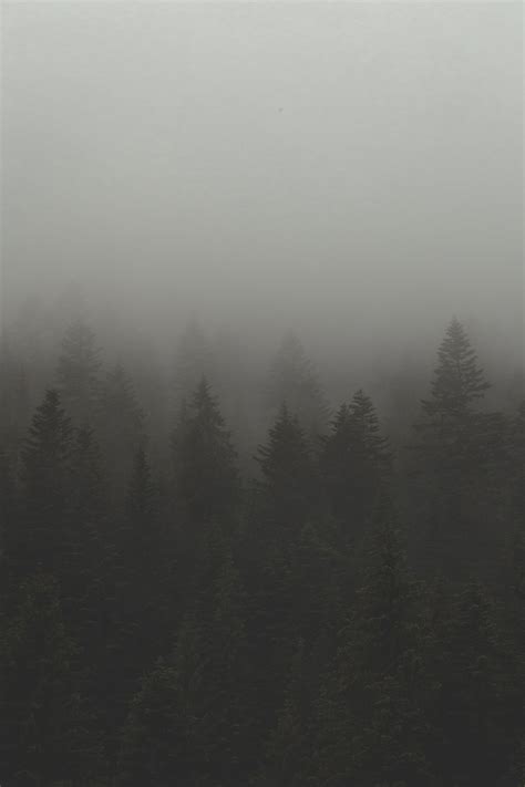 Browse Free HD Images of Fog And Mist Over Forest Trees