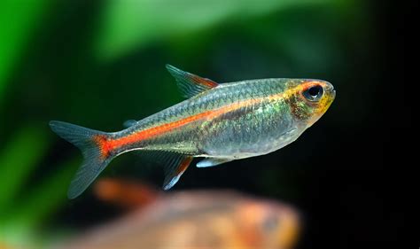 Glowlight Tetra (Hemigrammus Erythrozonus) ARCY AQUARIUMS | lupon.gov.ph