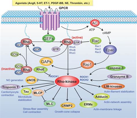 RhoA/Rho-Kinase in the Cardiovascular System | Circulation Research