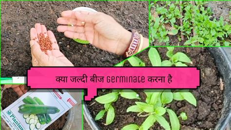Fast Seeds germination कैसे ||dhania methi muli palek tamatar baigan के ...