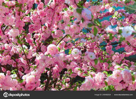 Image de Fleur: Arbuste Fleur Rose Au Printemps