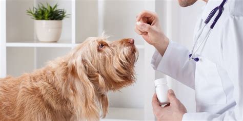 Dog OTC Pain Medications – Must-Have List, Guide & FAQ