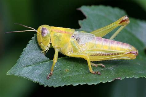 Yellow Grasshopper Photograph by Doris Potter