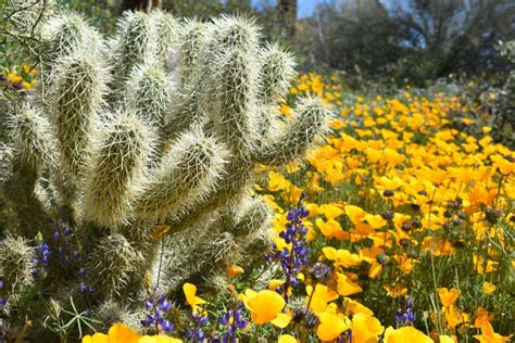 Sharp Cactus on the Field Covered in Flowers - Great for Wallpapers Stock Image - Image of ...