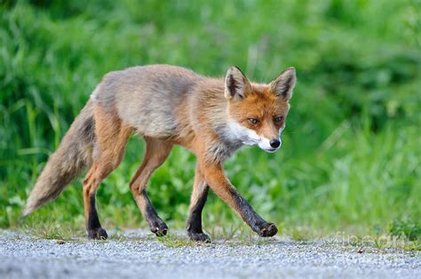 European Red Fox Photograph by Willi Rolfes