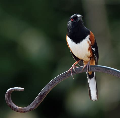 Eastern Towhee | Audubon Field Guide