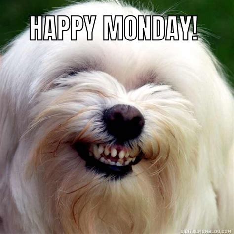 happy monday meme dog smiling Funny Monday Images, Happy Monday Funny, Happy Monday Images ...