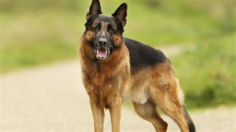 Mean German Shepherd