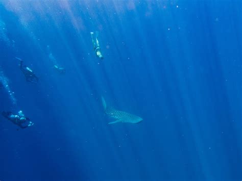 Snorkelling with and spotting whale sharks in the Maldives — Drift Thelu Veliga Retreat