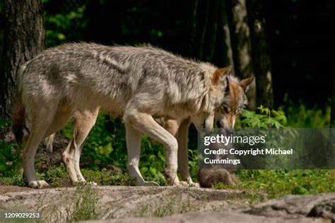 417 Timber Wolf Puppies Stock Photos, High-Res Pictures, and Images - Getty Images