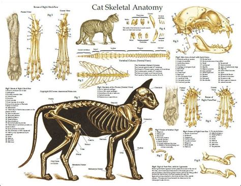 Katzenanatomie | Anatomia do gato, Filhotes de gatos, Gatos