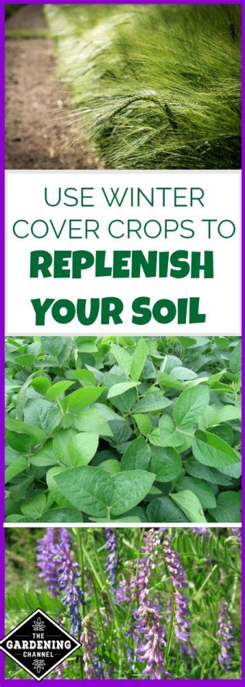 How to Use Winter Cover Crops to Replenish and Protect Your Soil - Gardening Channel