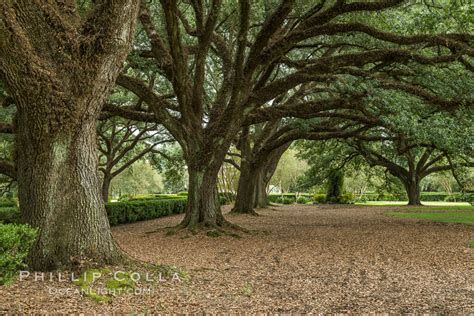 Oak Alley Plantation and Southern Live Oaks, Louisiana, Quercus virginiana, Vacherie