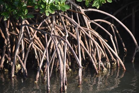 Mangrove Habitats