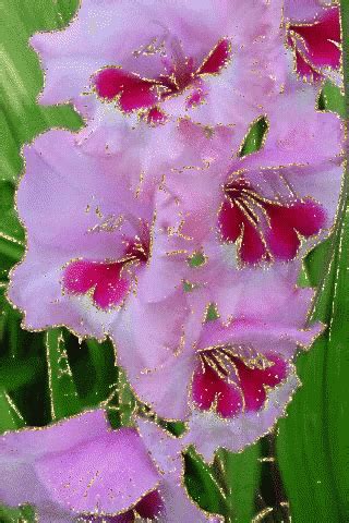 Pink Flowers GIF - Pink Flowers - Discover & Share GIFs