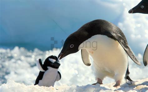 Free download | HD PNG baby care penguins snow wallpaper background best stock photos - Image ID ...