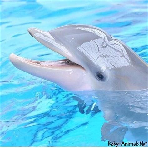 Baby dolphin images #Babydolphin #cutedolphin #sweetdolphin #babyanimals #cuteanimals #dolphin ...