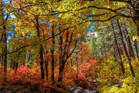 Fall Colors in the West Fork of Oak Creek Canyon, Arizona Stock Image ...