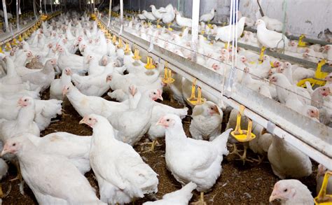 G.A.P. Releases Initial List of Eligible Broiler Chicken Breeds for Animal Welfare Certification