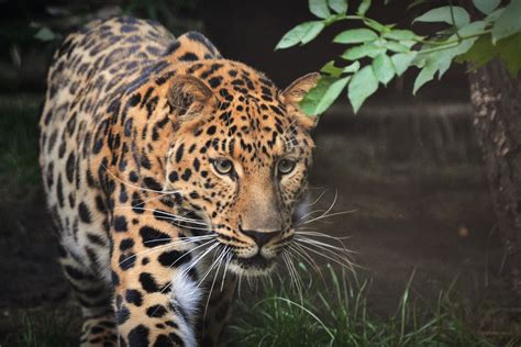 Free photo: Leopard, Beast, Animal, Mammal, Zoo - Free Image on Pixabay - 1555920