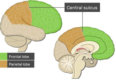 Cerebral Cortex - Lobes, Fissures, Gyri, and Sulci | GetBodySmart