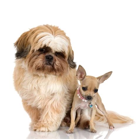 Learn about the Shih Tzu Chihuahua Mix aka The Shichi - Dogable