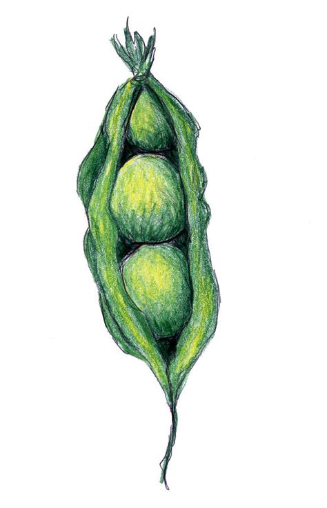 Pea Pod Drawing at PaintingValley.com | Explore collection of Pea Pod ...