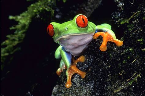 green, animals, red eyes, frogs, Red-Eyed Tree Frog, amphibians - HD Wallpaper View, Resize and ...