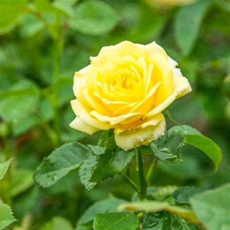 Spring Hill Nurseries in Pot Yellow Freedom Shrub Rose in the Roses department at Lowes.com