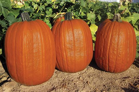 Early Giant | Xtra Large | Pumpkins | Products | Vegetables | Rupp Seeds