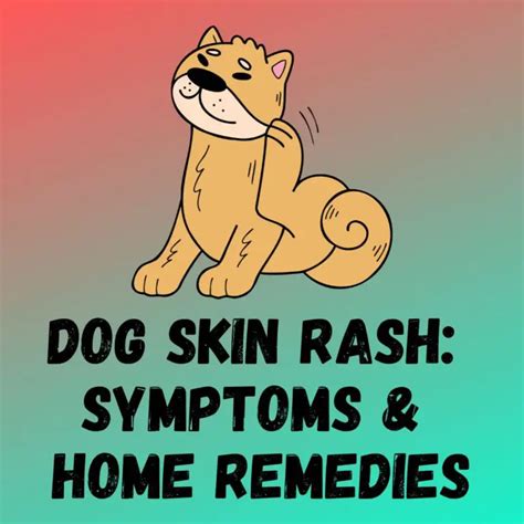 10 Dog Skin Rash: [Causes, Symptoms, Home Remedies]