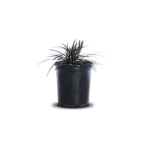 Black Mondo Grass | Landscape Plant Source : Landscape Plant Source