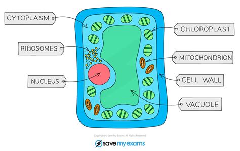 Ultrastructure Of A Eukaryotic Cell –a Plant Cell, 52% OFF