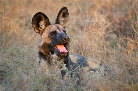 African Wild Dog | Sean Crane Photography