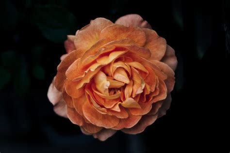 History of the Rose - FineGardening