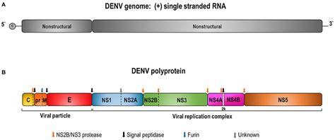 Frontiers | Dengue Virus and Vaccines: How Can DNA Immunization ...