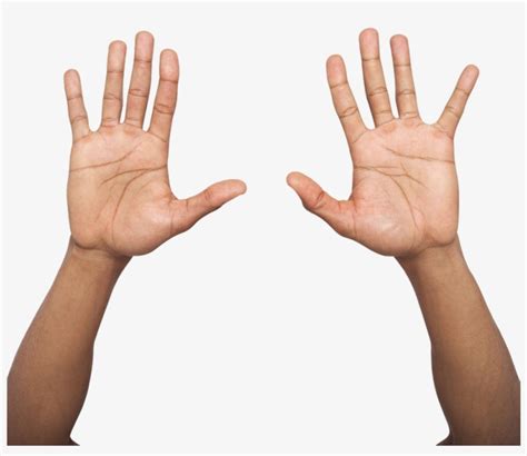 Hand Palm Up Png - Two Hands Up Png Transparent PNG - 1000x1000 - Free Download on NicePNG