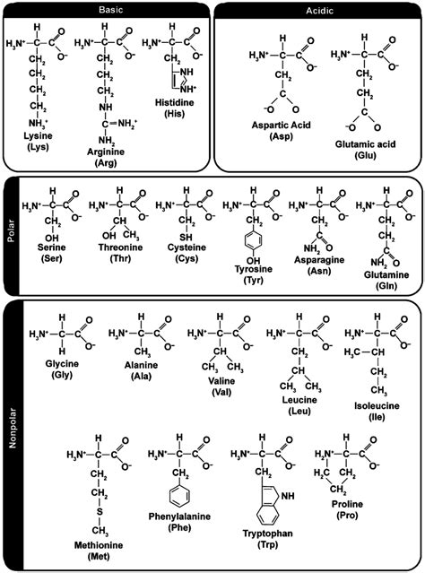 Amino acids grouped as hydrophobic, hydrophilic, or polar vs. non-polar... | Download Scientific ...