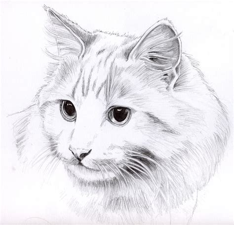 Pencil cat portrait by KingZoidLord on DeviantArt