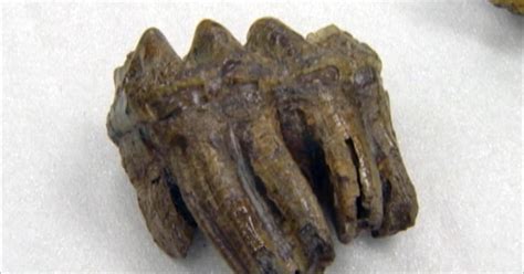 Ancient mastodon teeth found amid donations